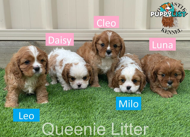 Cavalier King Charles Spaniel For Sale