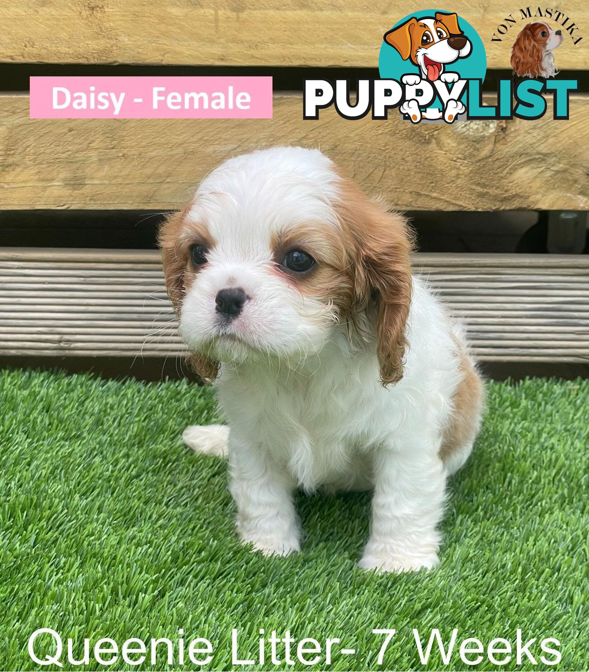 Cavalier King Charles Spaniel For Sale