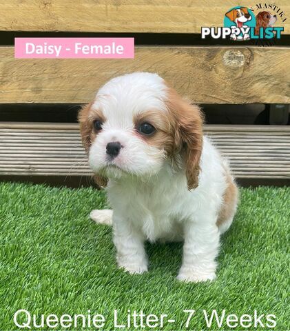 Cavalier King Charles Spaniel For Sale