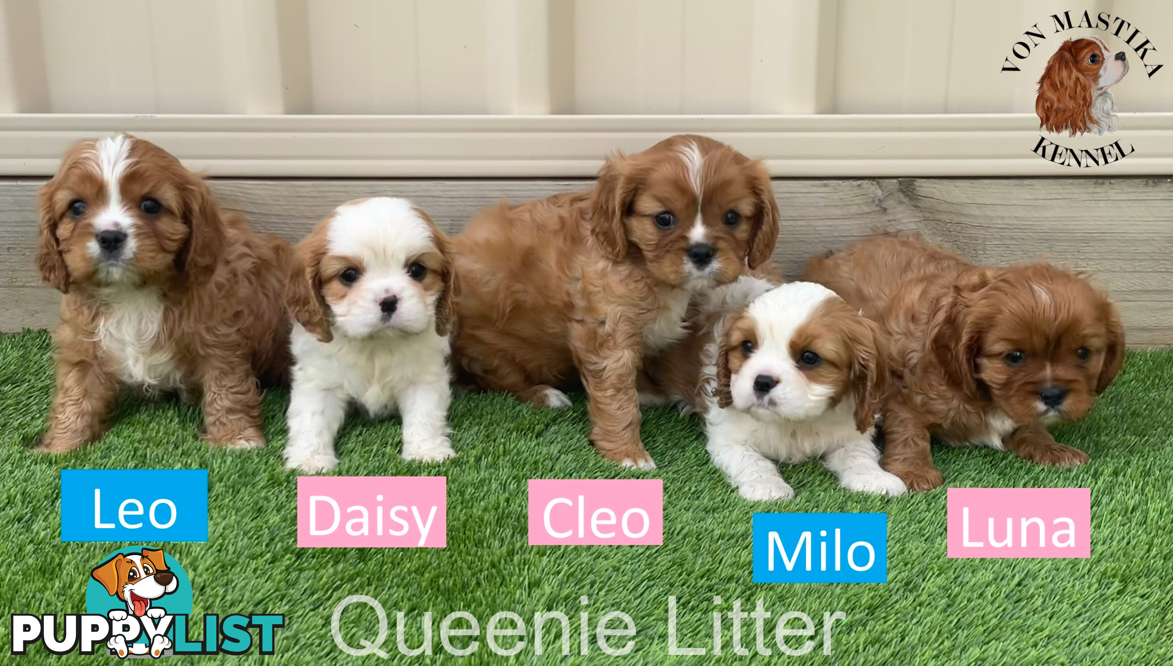 Cavalier King Charles Spaniel For Sale