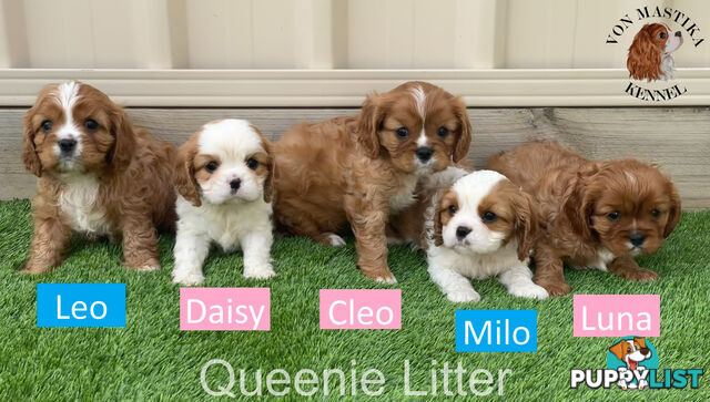 Cavalier King Charles Spaniel For Sale