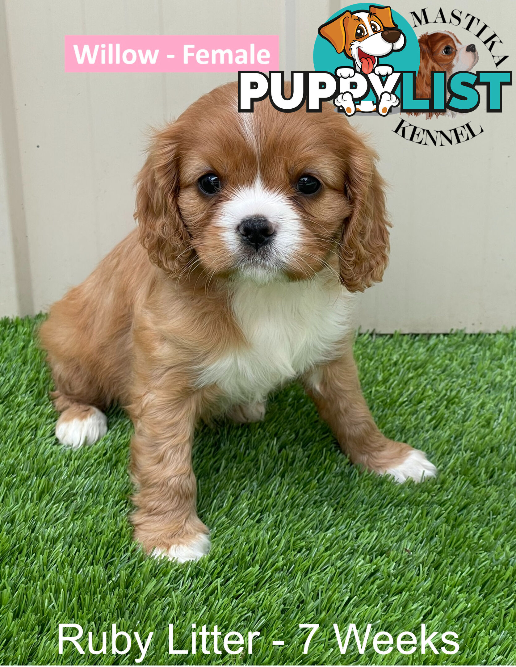 Cavalier King Charles Spaniel For Sale