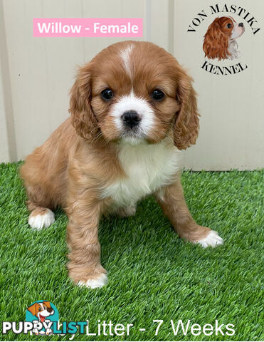 Cavalier King Charles Spaniel For Sale