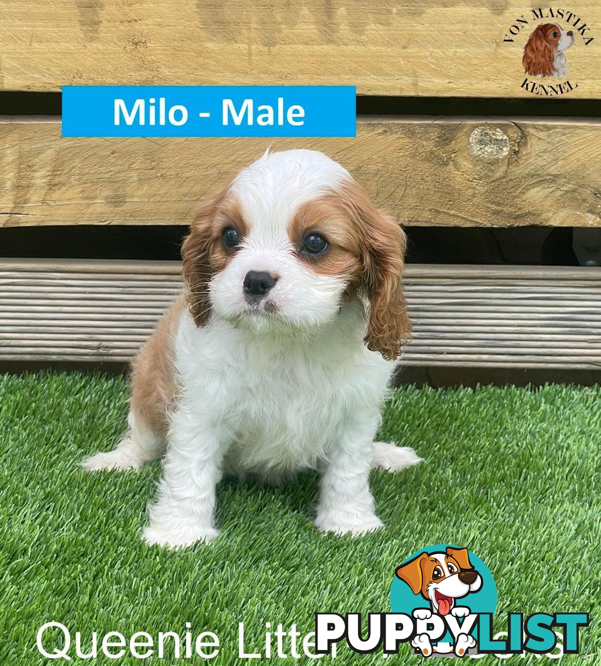 Cavalier King Charles Spaniel For Sale