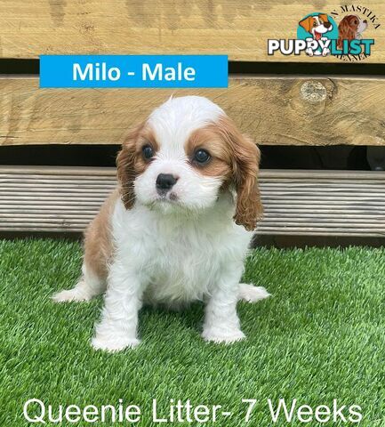 Cavalier King Charles Spaniel For Sale