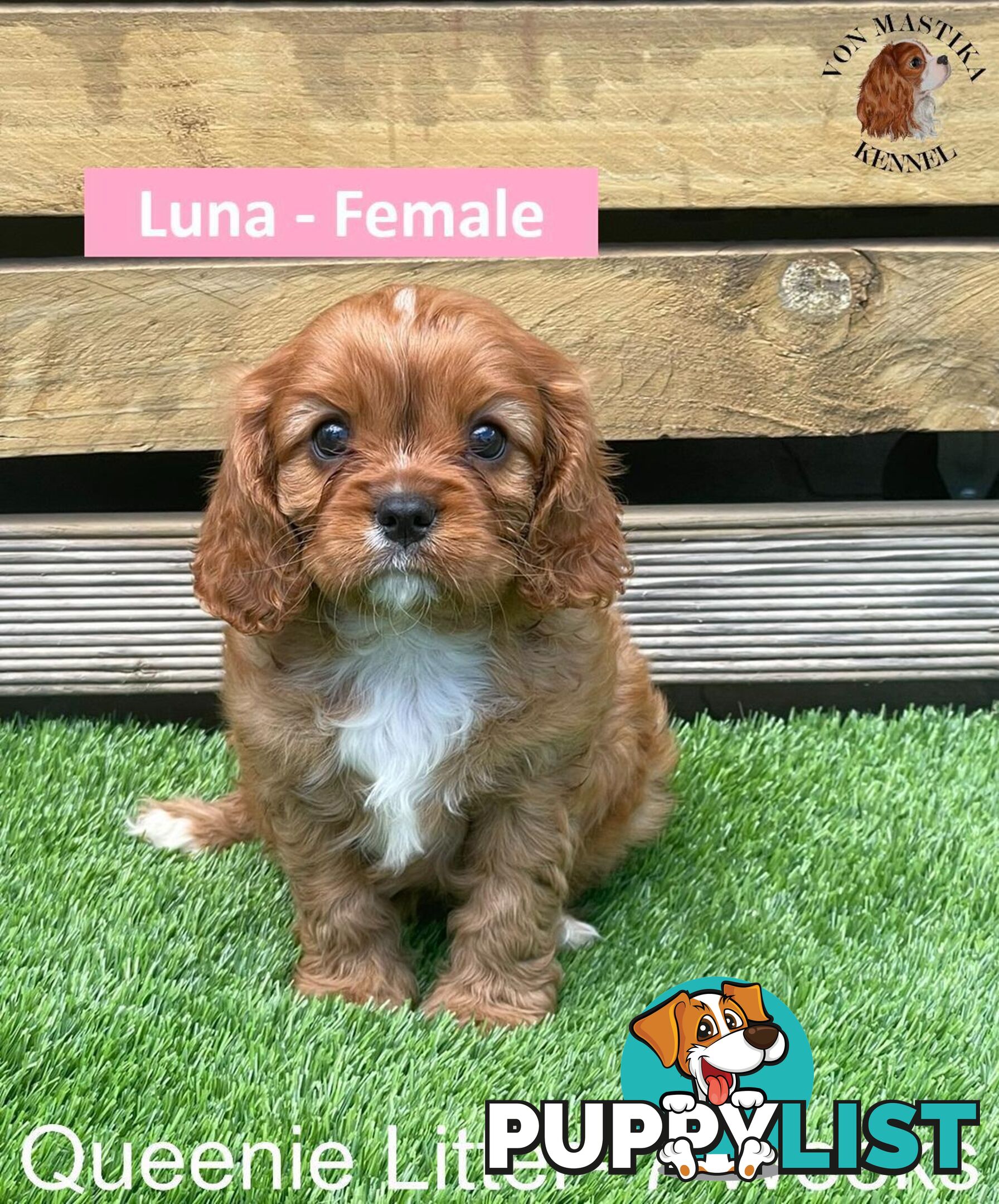 Cavalier King Charles Spaniel For Sale