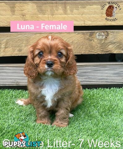 Cavalier King Charles Spaniel For Sale