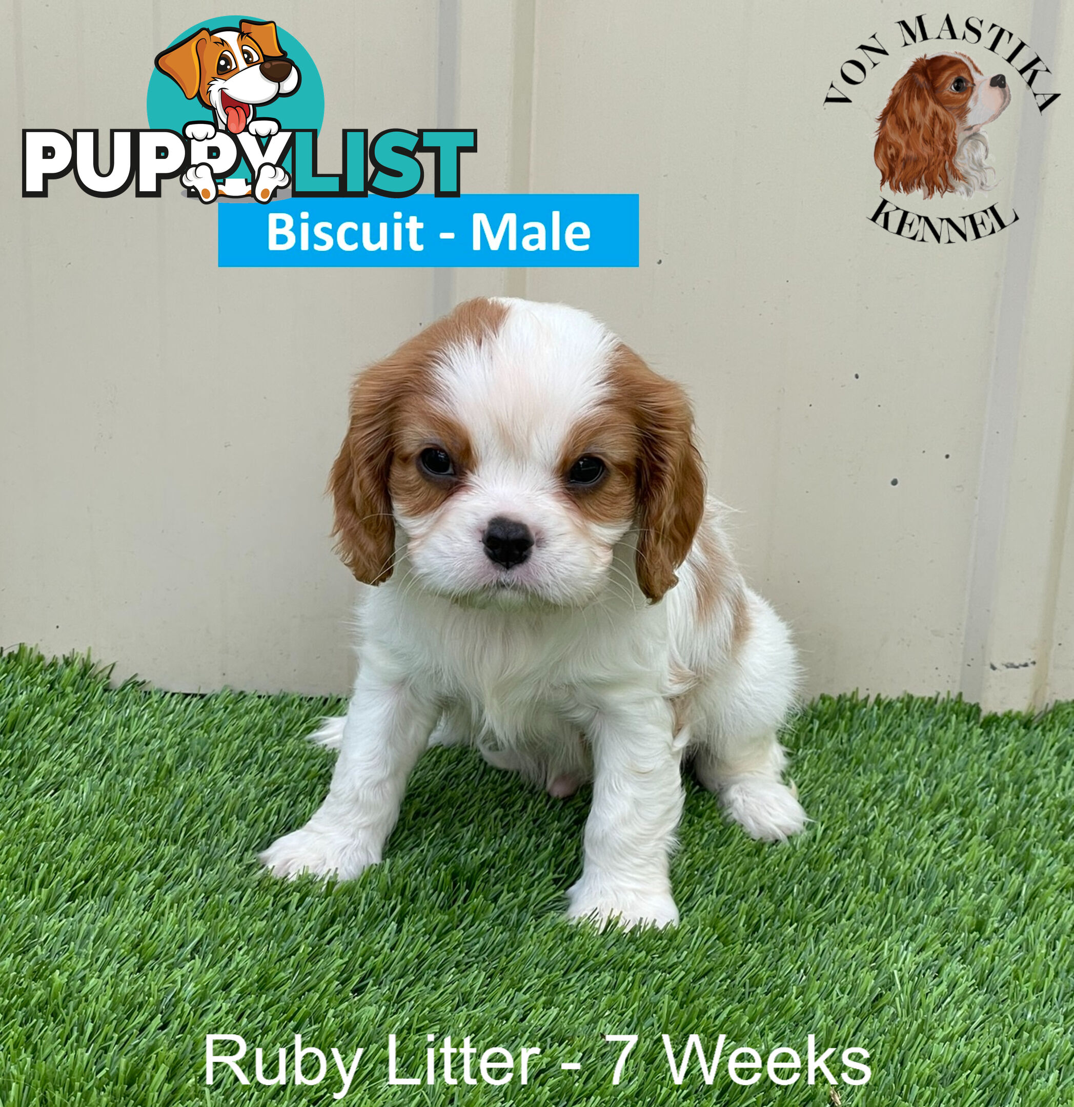 Cavalier King Charles Spaniel For Sale