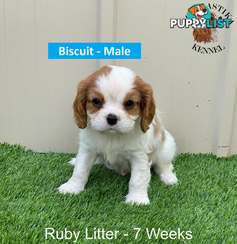 Cavalier King Charles Spaniel For Sale