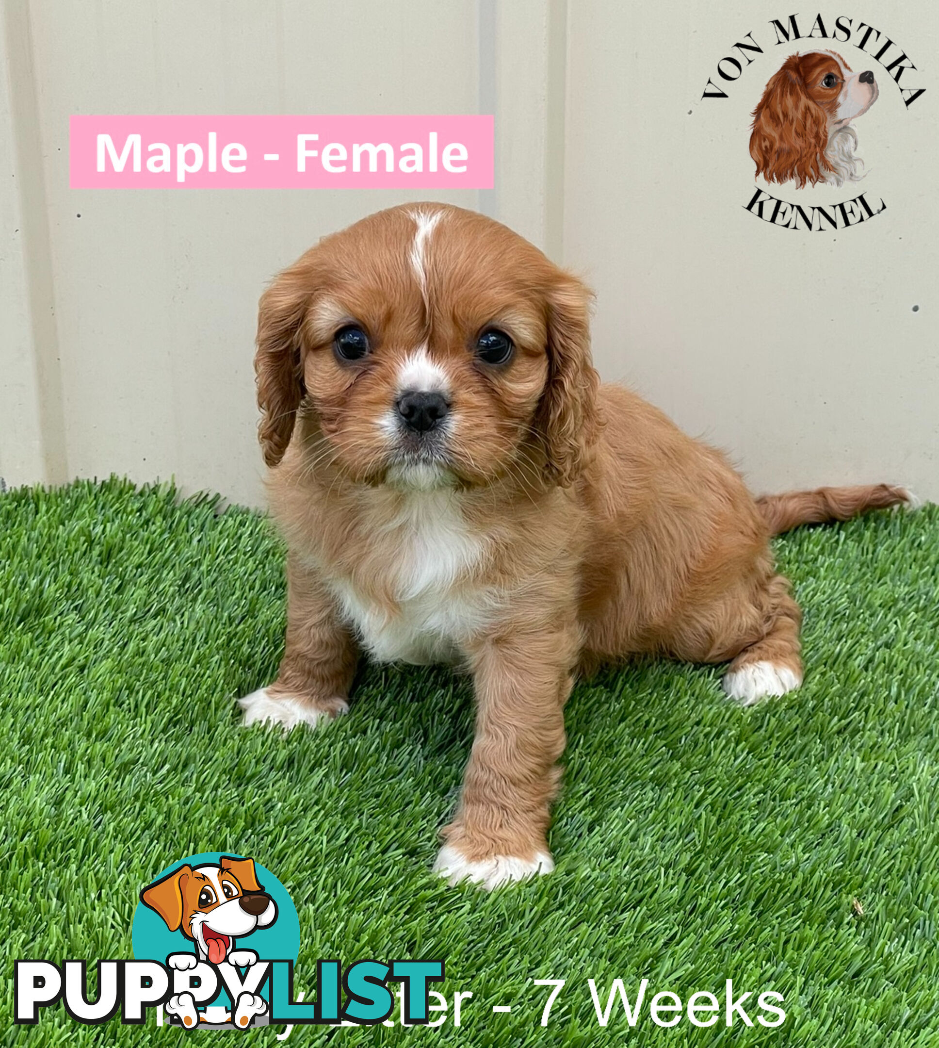 Cavalier King Charles Spaniel For Sale