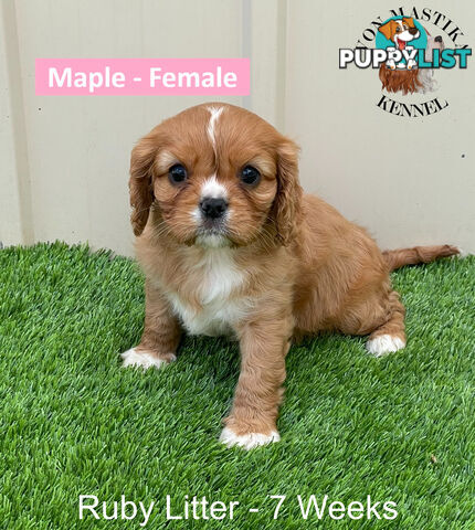 Cavalier King Charles Spaniel For Sale