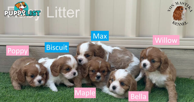 Cavalier King Charles Spaniel For Sale