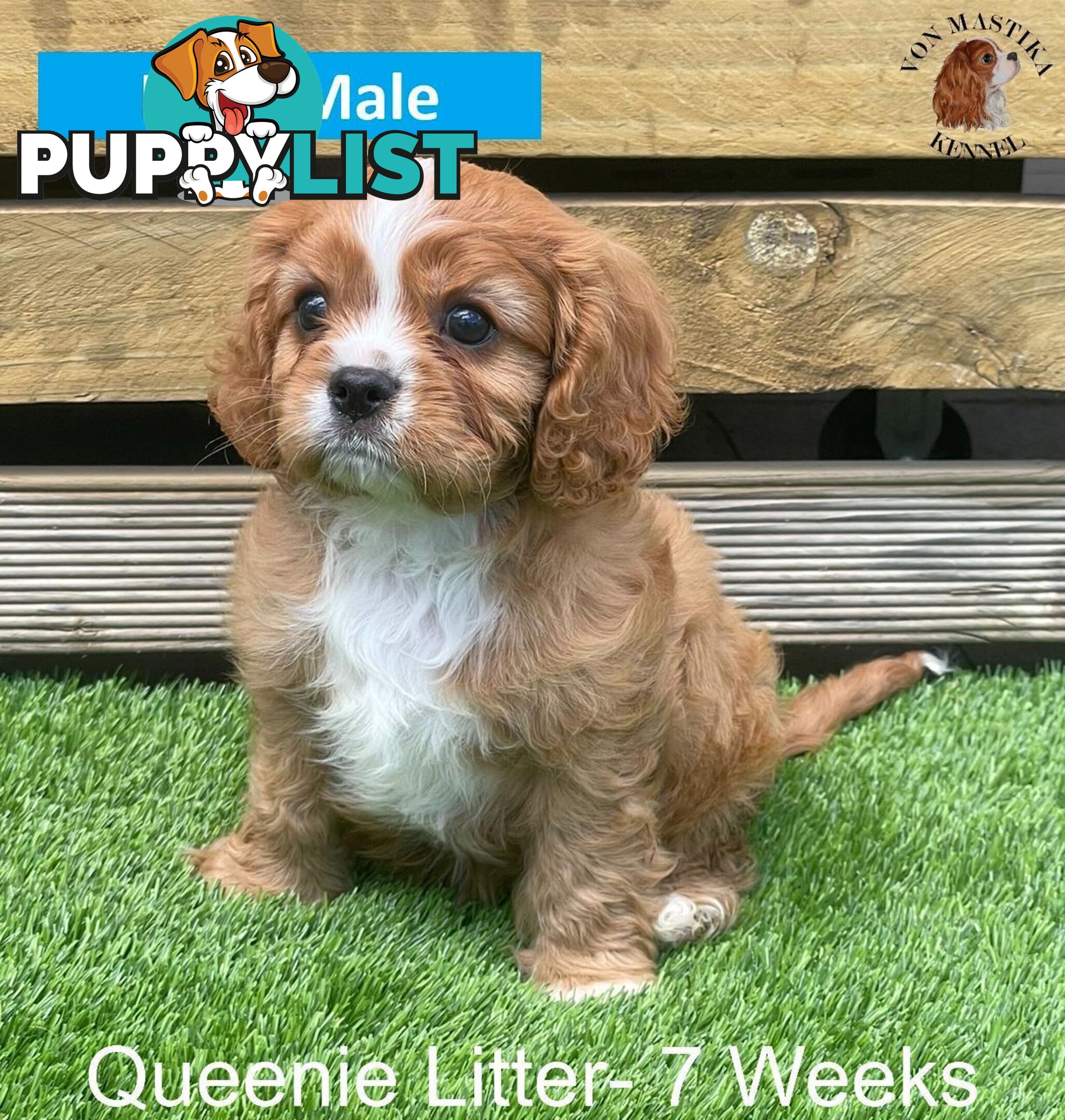 Cavalier King Charles Spaniel For Sale