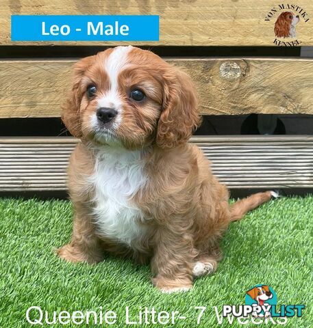 Cavalier King Charles Spaniel For Sale