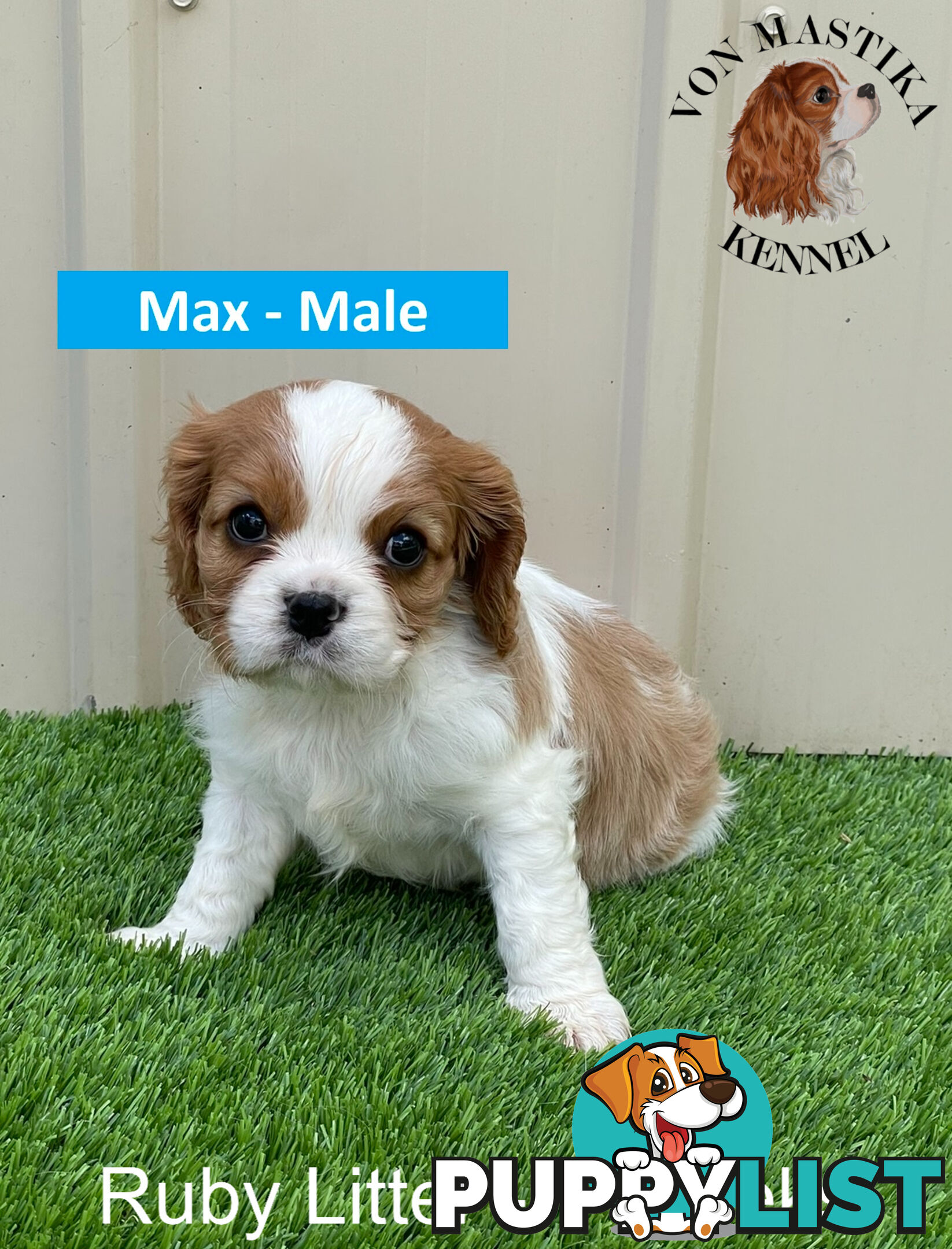 Cavalier King Charles Spaniel For Sale