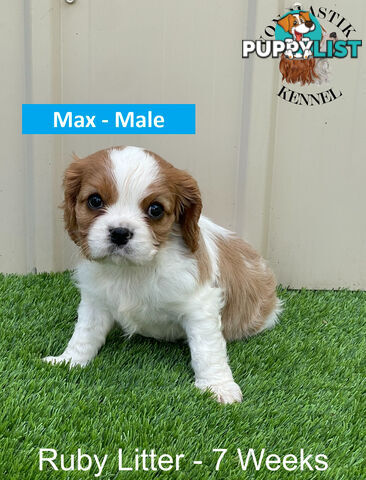 Cavalier King Charles Spaniel For Sale