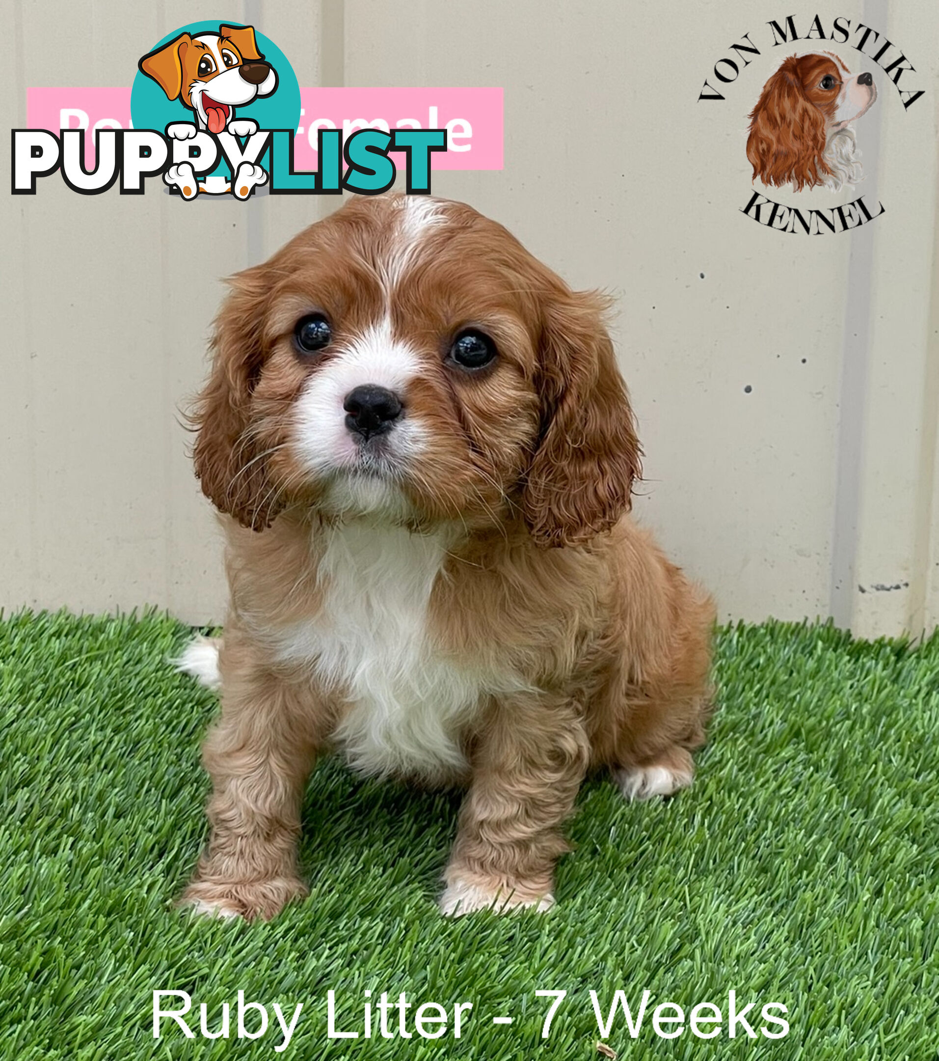 Cavalier King Charles Spaniel For Sale