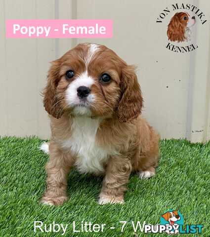 Cavalier King Charles Spaniel For Sale