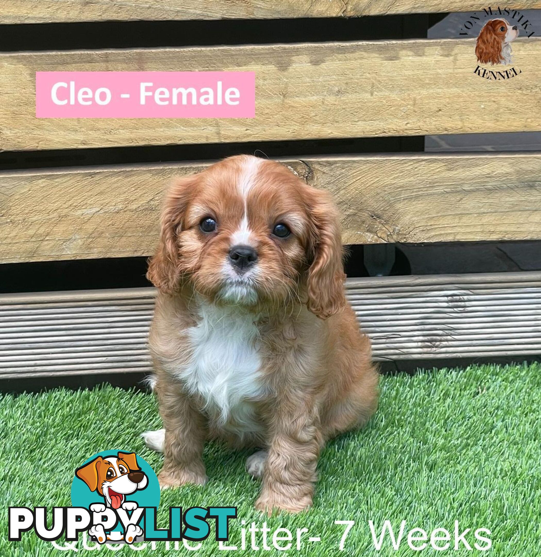 Cavalier King Charles Spaniel For Sale