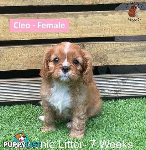 Cavalier King Charles Spaniel For Sale