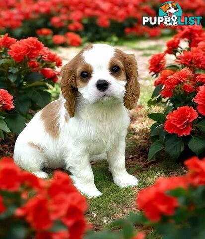 Cavalier King Charles Spaniel For Sale