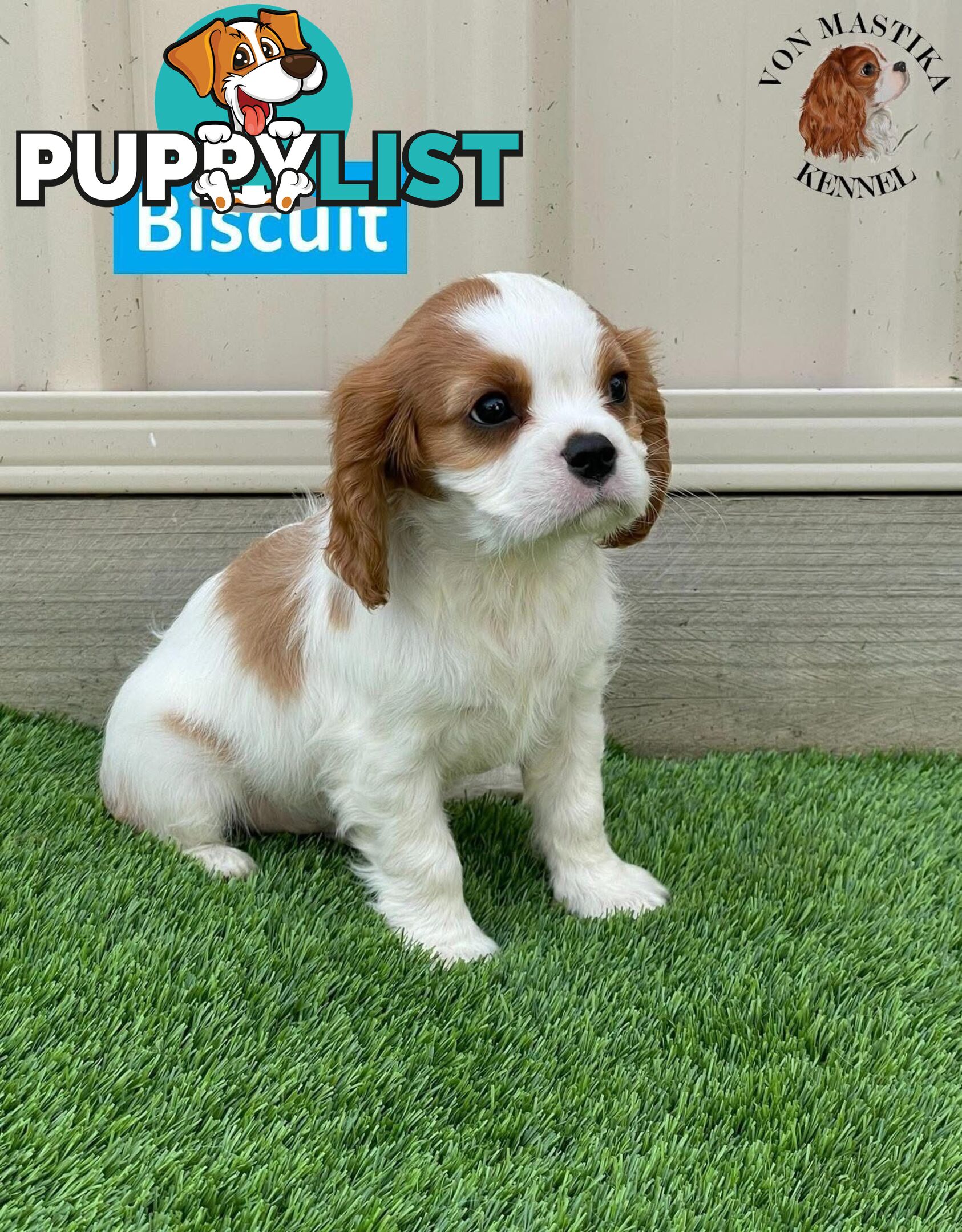 2 Cavalier King Charles Spaniel For Sale