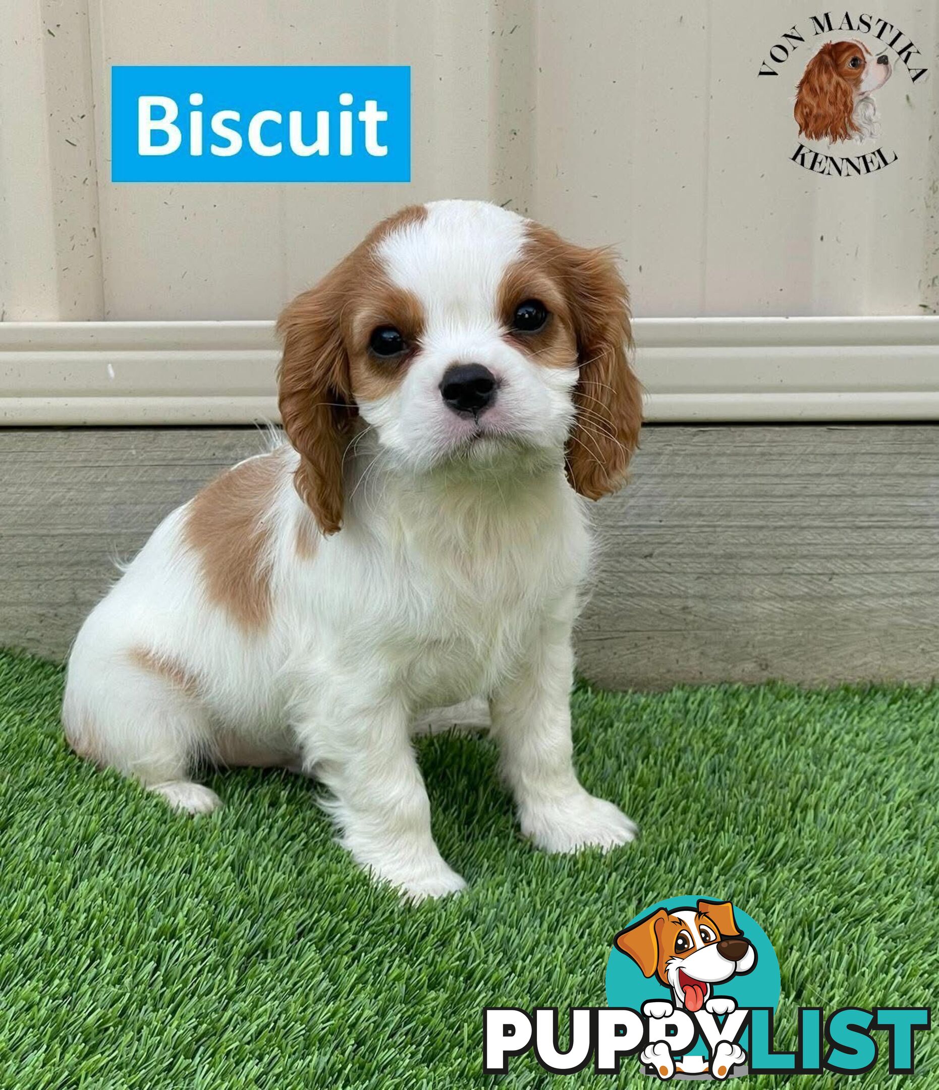 2 Cavalier King Charles Spaniel For Sale