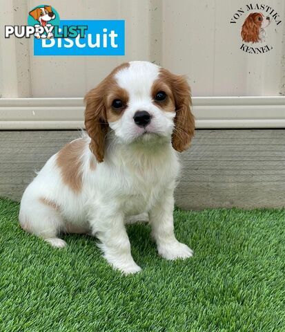 2 Cavalier King Charles Spaniel For Sale