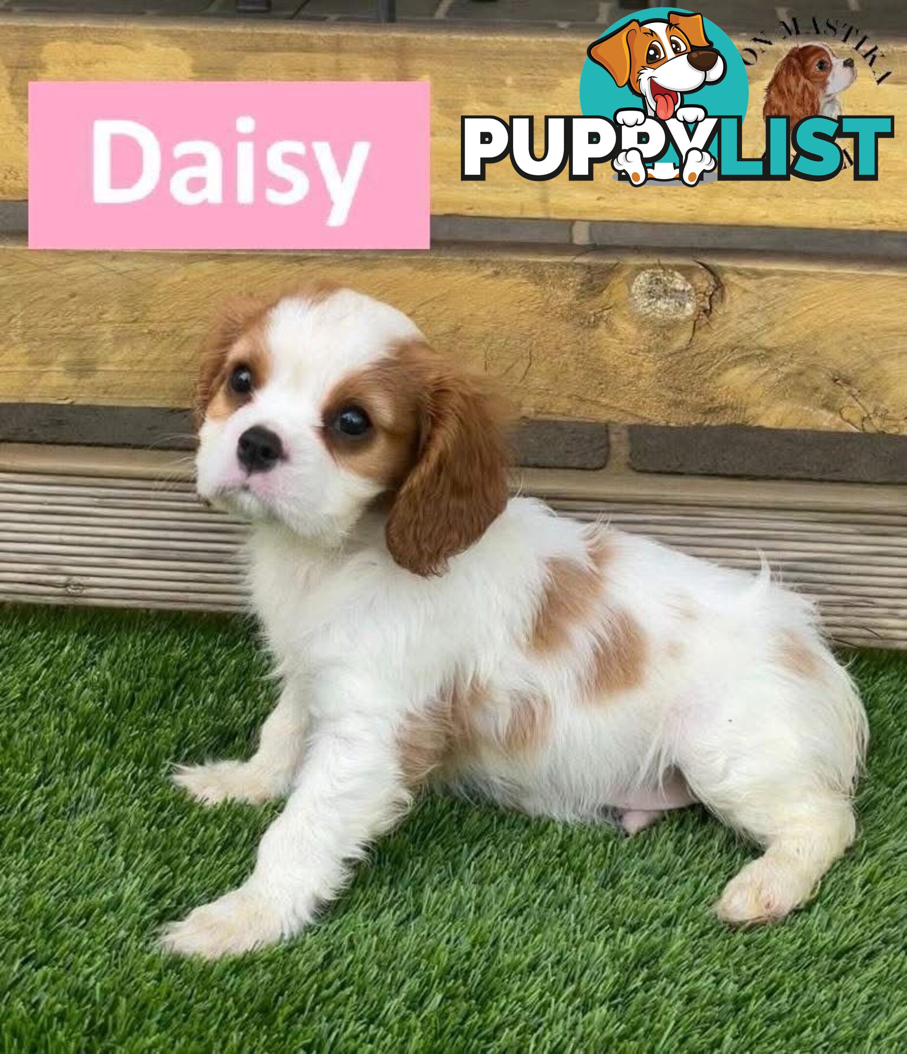 2 Cavalier King Charles Spaniel For Sale