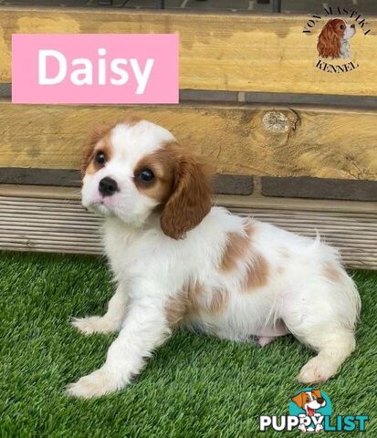 2 Cavalier King Charles Spaniel For Sale