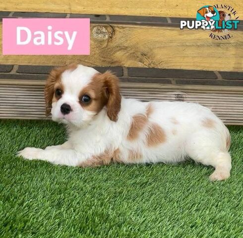 2 Cavalier King Charles Spaniel For Sale