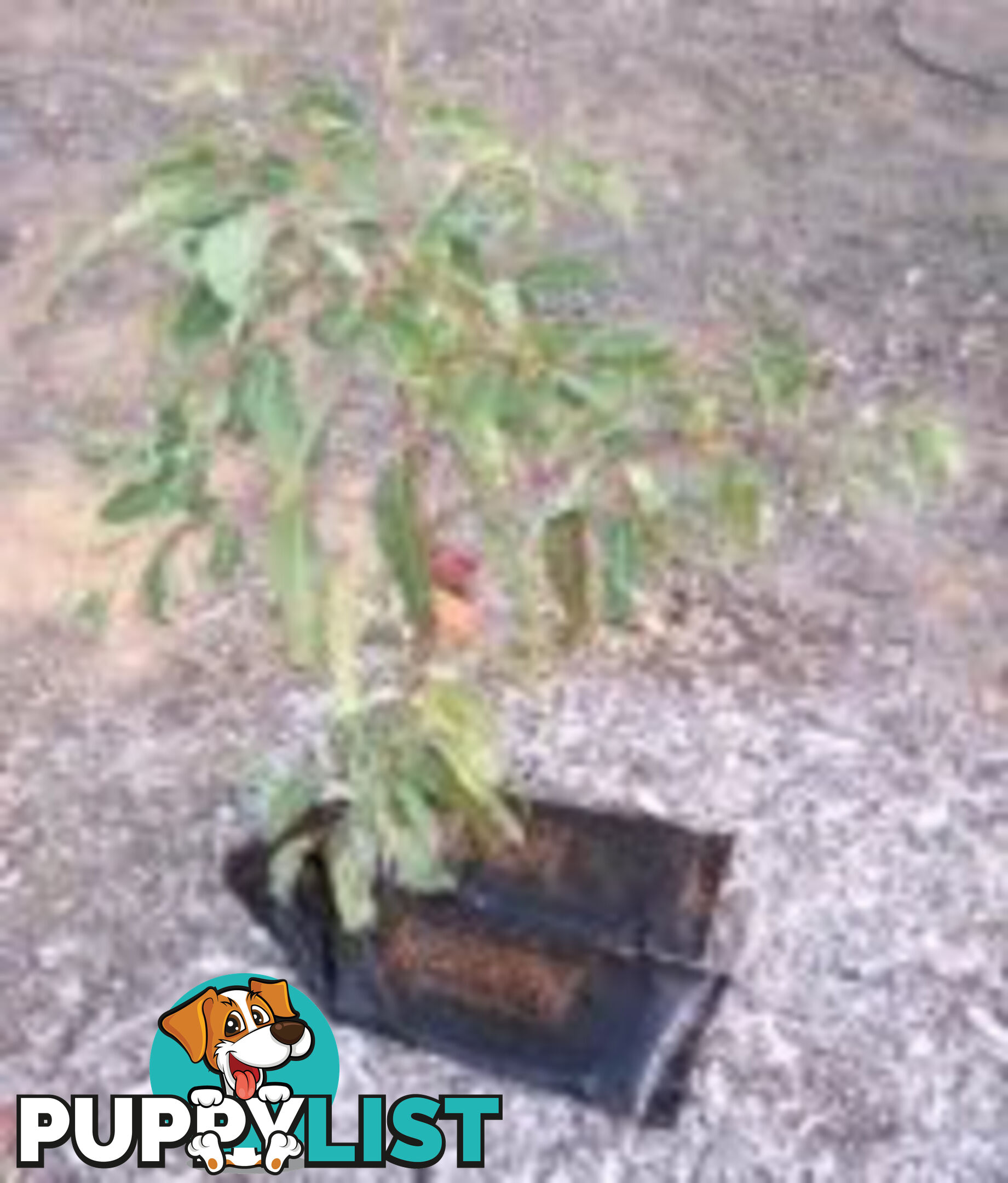 Economical Watering System for Newly Planted Trees