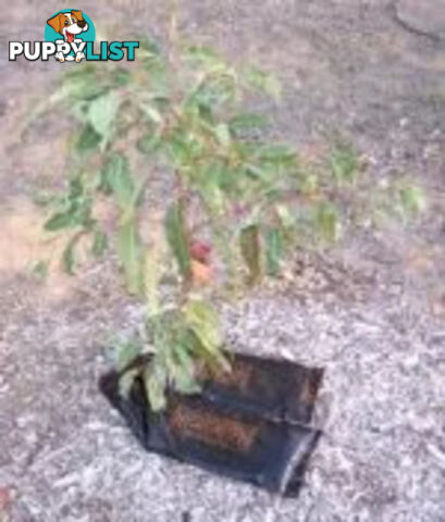 Economical Watering System for Newly Planted Trees