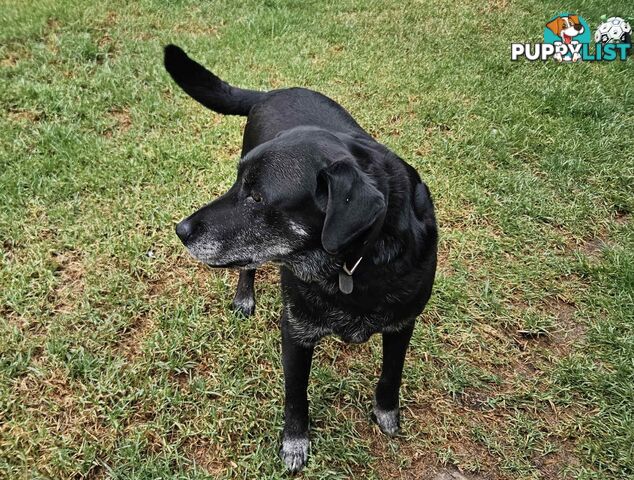 2 Male Labradors both desexed & microchipped