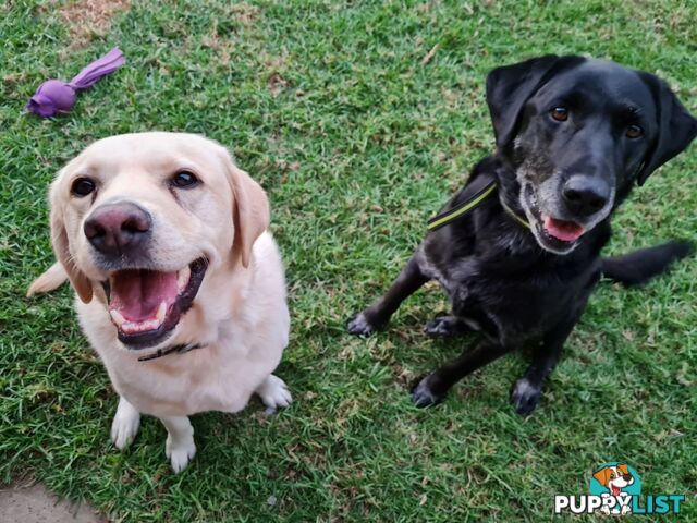 2 Male Labradors both desexed & microchipped