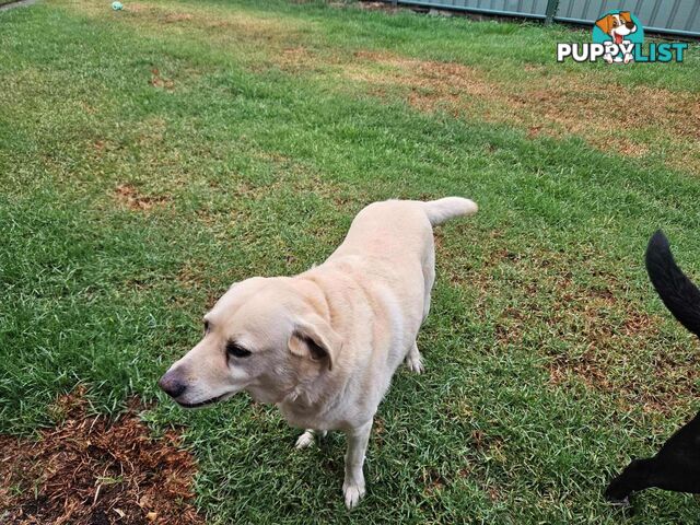 2 Male Labradors both desexed & microchipped