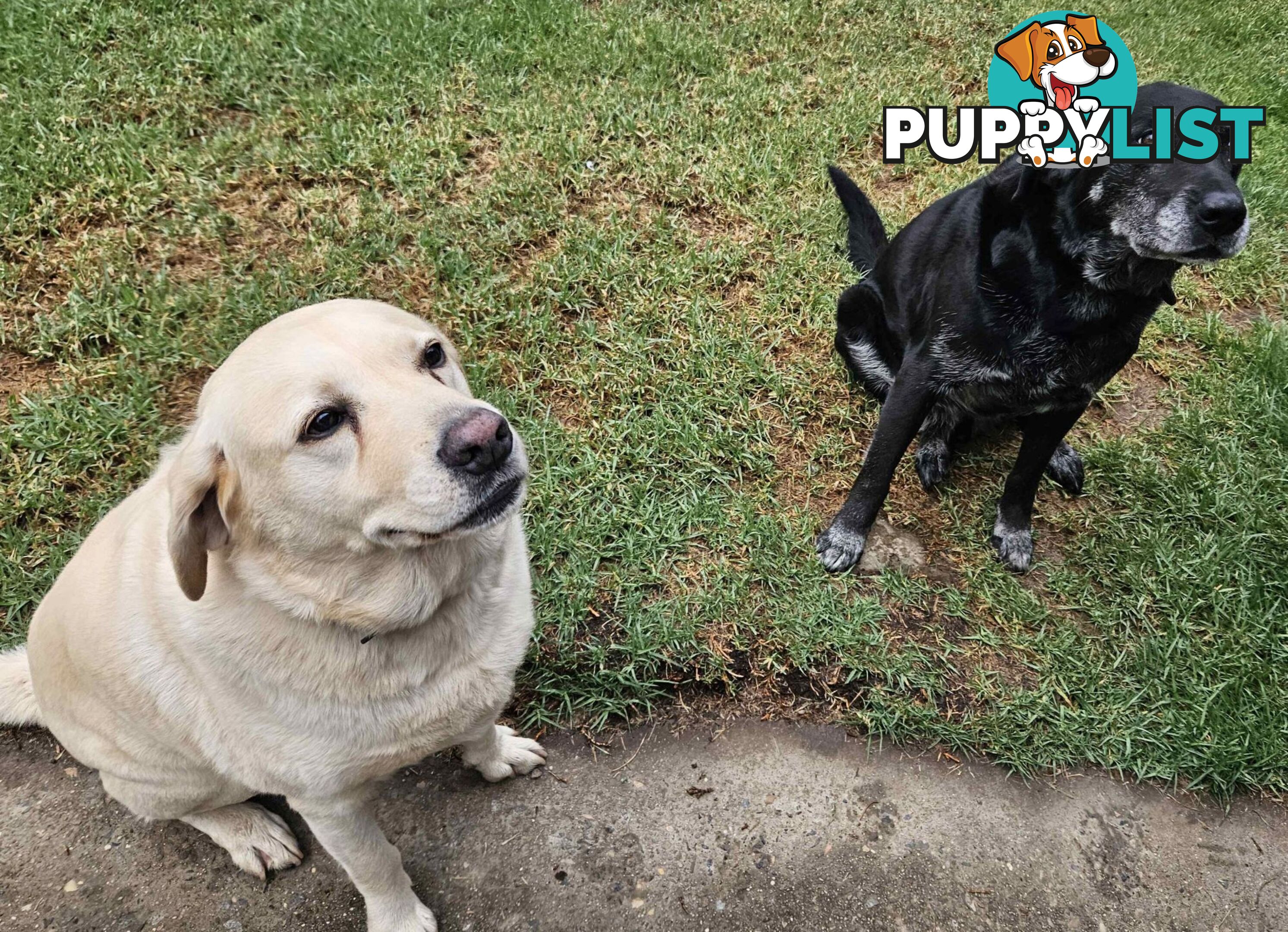 2 Male Labradors both desexed & microchipped