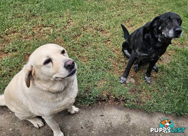 2 Male Labradors both desexed & microchipped