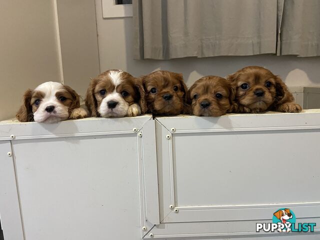 King Charles cavalier pups