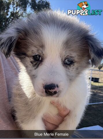 Pure Border Collie Puppies