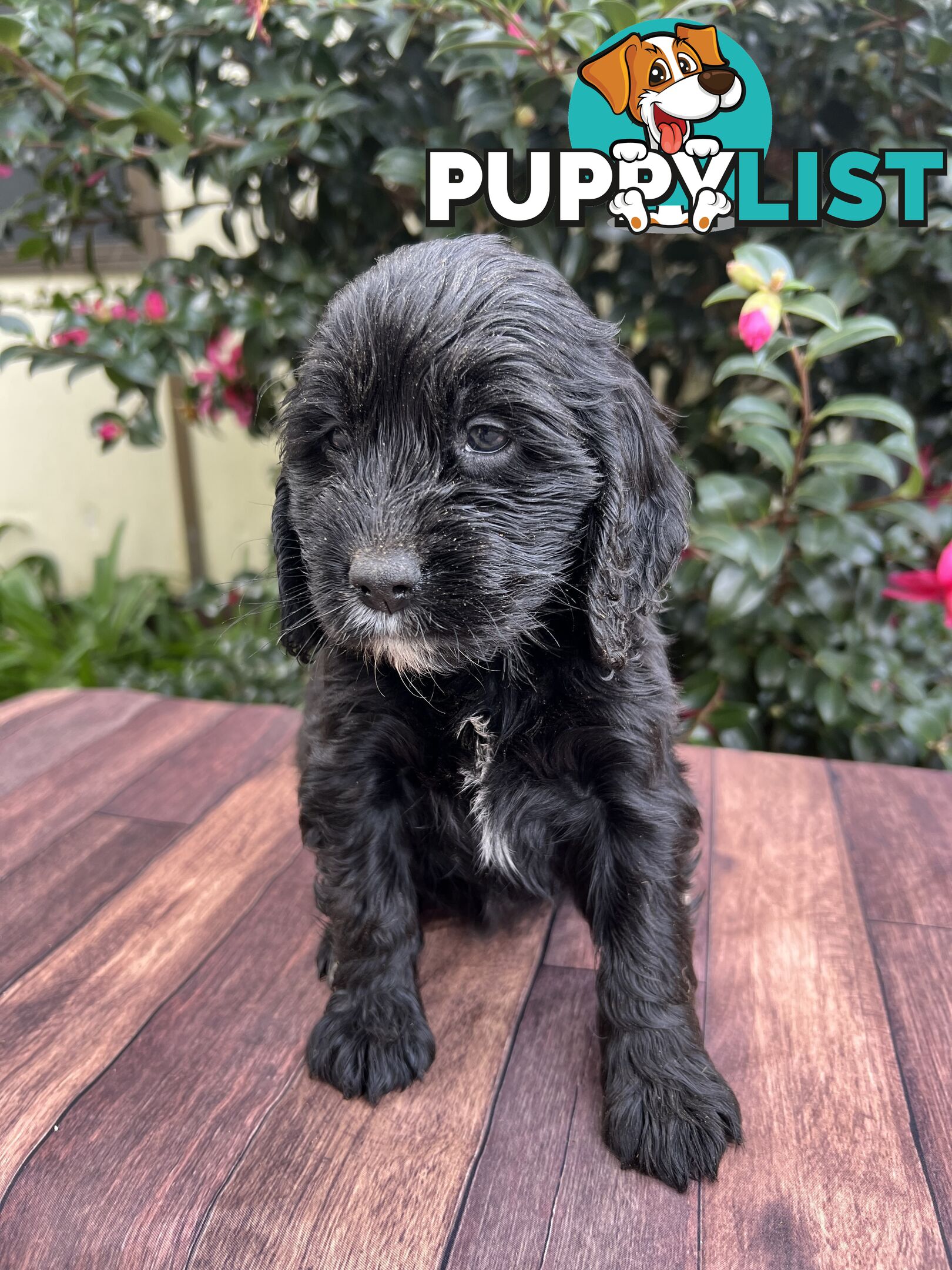 Spoodle puppies