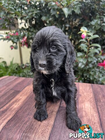 Spoodle puppies