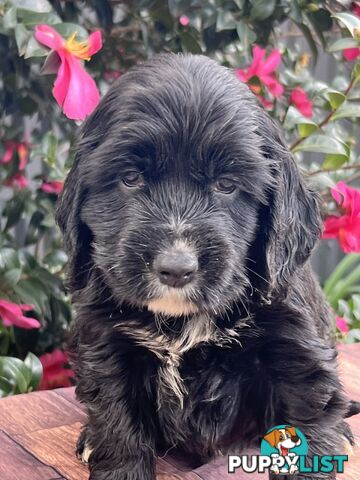 Spoodle puppies