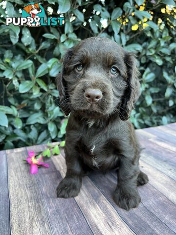 Spoodle puppies (PRICE DROP )