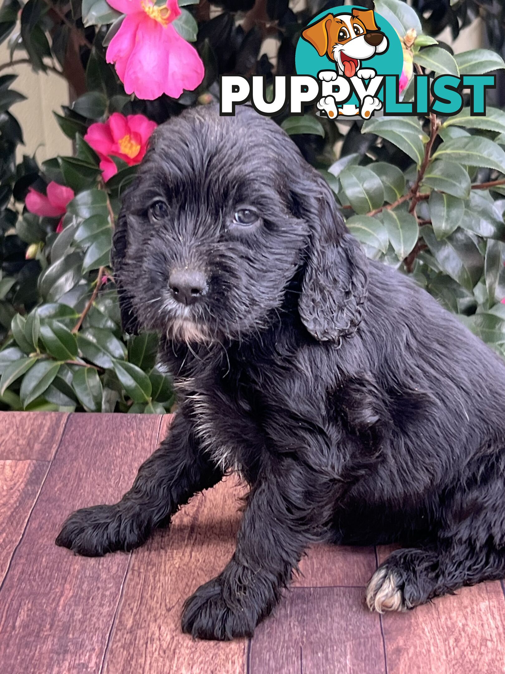 Spoodle puppies