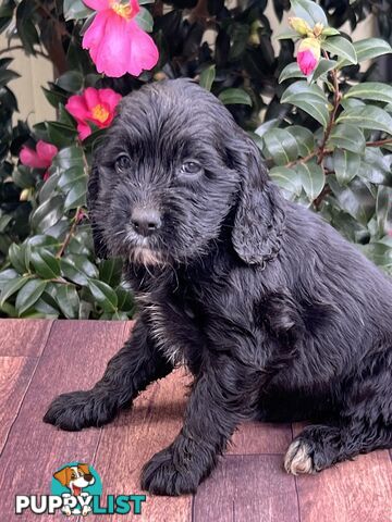 Spoodle puppies
