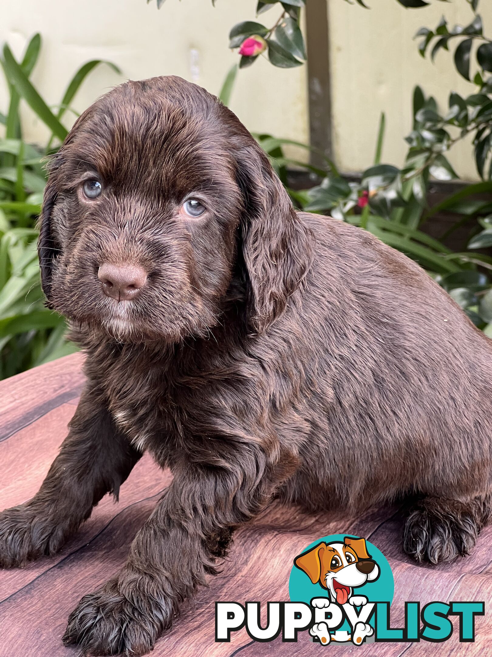 Spoodle puppies