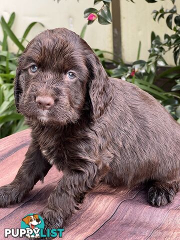 Spoodle puppies