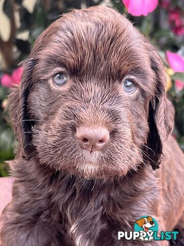 Spoodle puppies