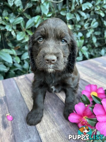 Spoodle puppies (PRICE DROP )